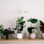 Air Quality Enhanced Through Indoor Plants.