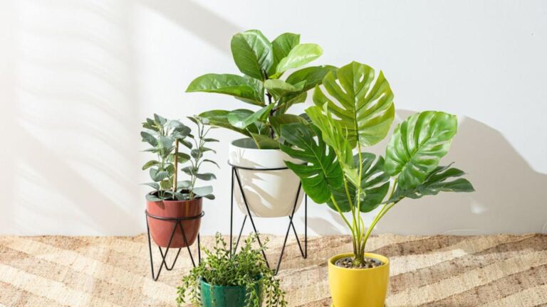 Best Indoor Plants for Beginners (That Are Hard to Kill)