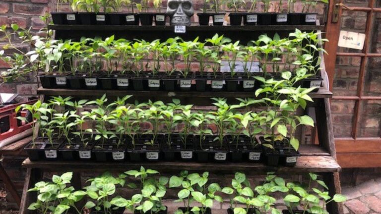 Best Selling Nursery Plants Now