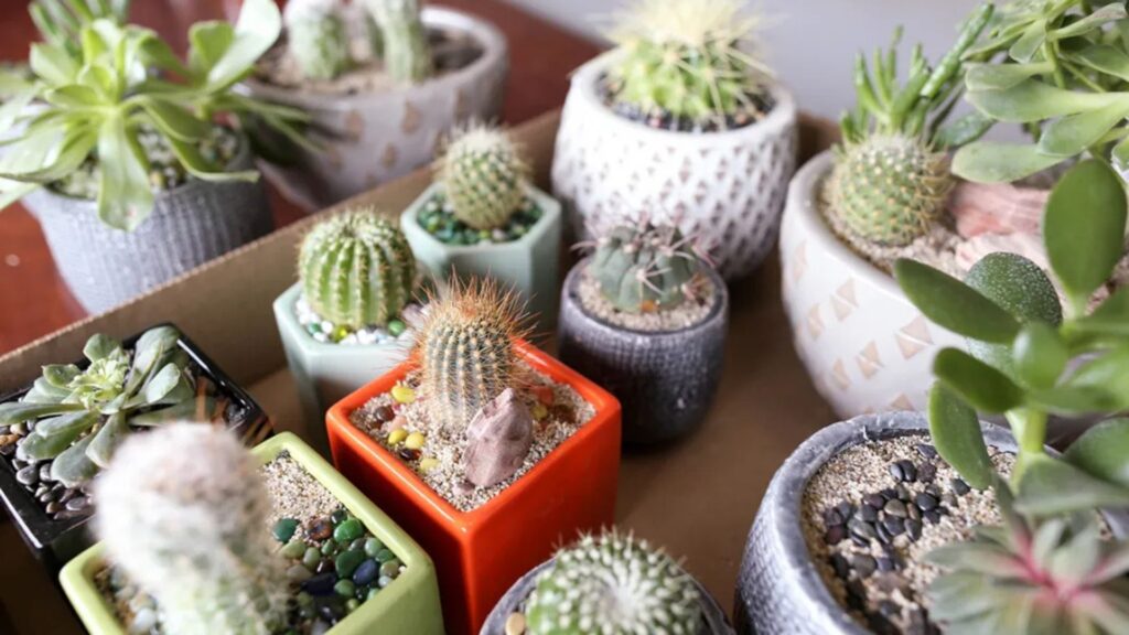 Cactus care indoors