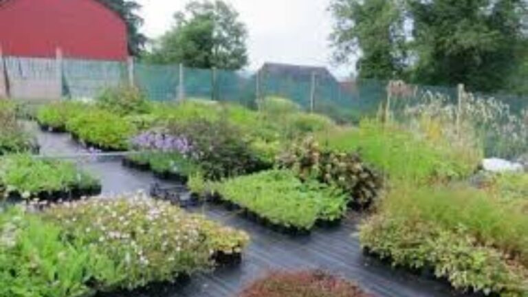 Choosing plants for your nursery