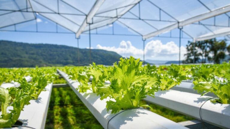 Crop Health Improvements Through Green Farming