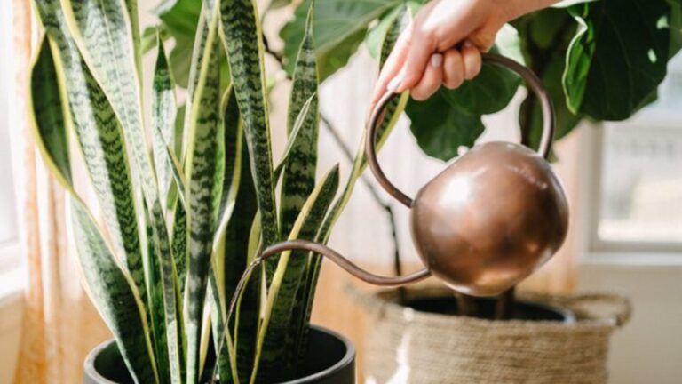 Easy Indoor Plants Maintenance Tips