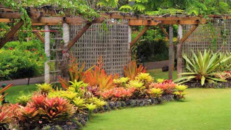 Fast Growing Options For Outdoor Plants.