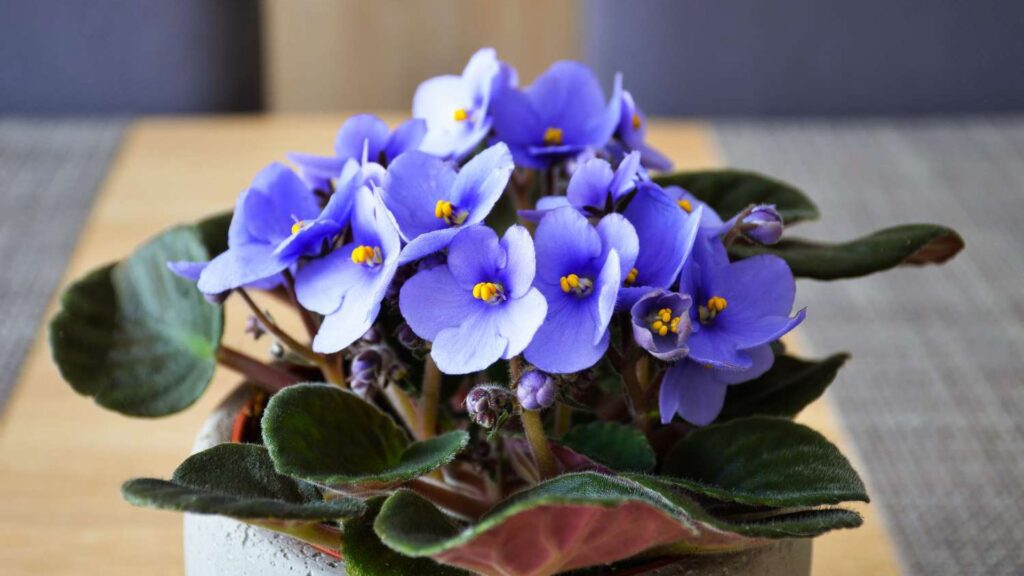 Flowering indoor plants