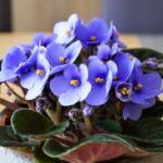 Flowering indoor plants