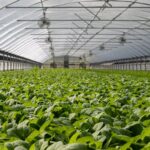 Greenhouse Farming vs. Open-Field Farming: Pros and Cons