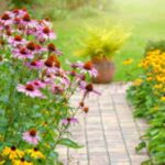 Hardy plants for sunny gardens