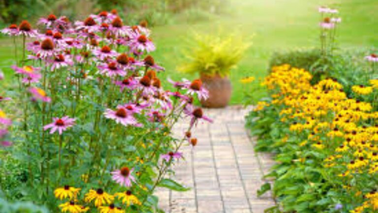 Hardy plants for sunny gardens