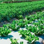 How Green Farming Supports Biodiversity (1)