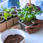 How to Propagate Indoor Plants the Easy Way