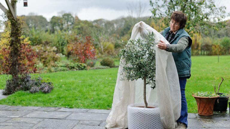 How to Protect Outdoor Plants During Extreme Weather