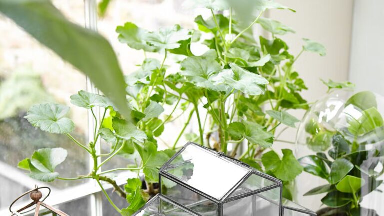 Indoor Plant Trends for 2025 What’s In and What’s Out (1)