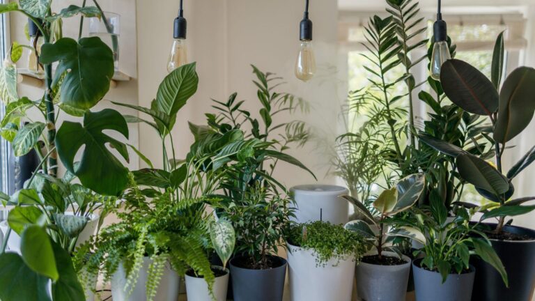 Indoor nursery tips