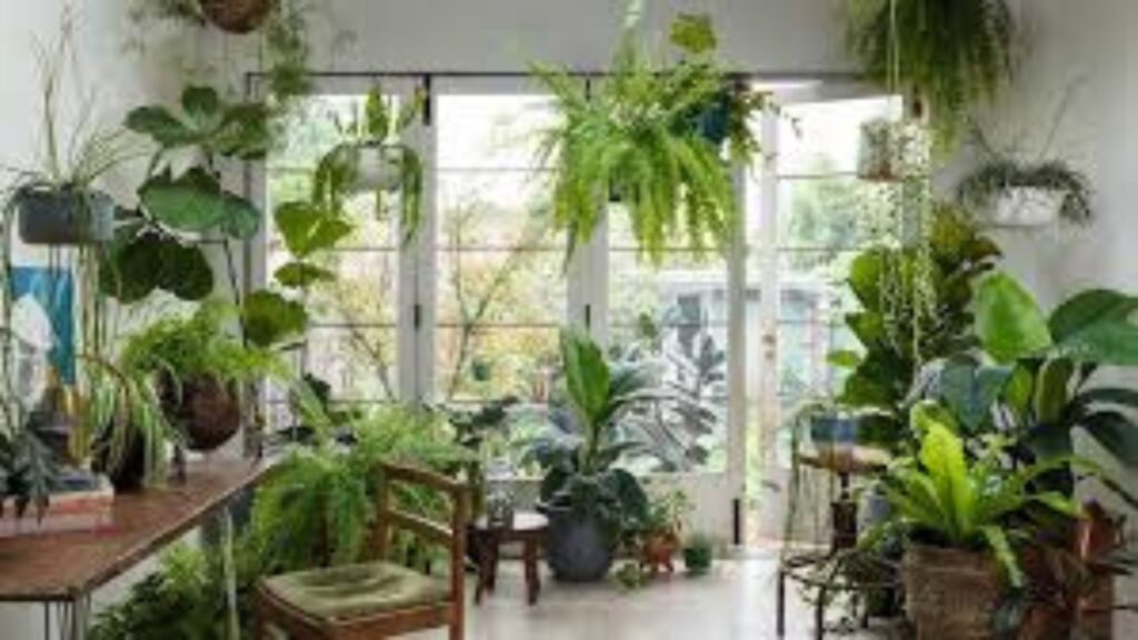 Indoor plants for mental wellness