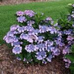 Low-maintenance shrubs for patios