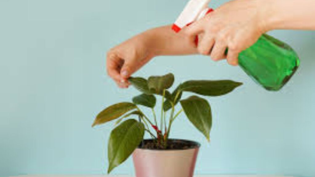 Plant care tips for beginners