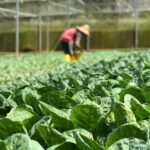 Profitable Crops for Small Green Farms in 2025