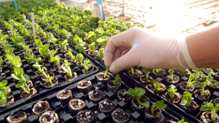 Propagating Plants In Your Nursery