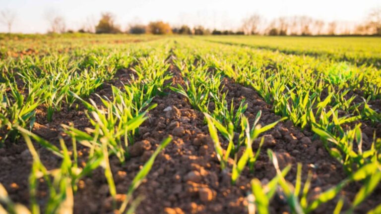 Soil Quality Tips In Green Farming