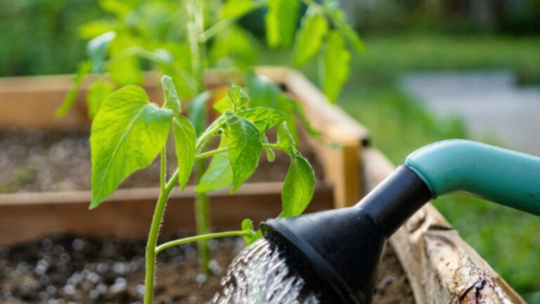 Watering Tips For Nursery Success