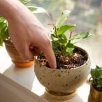 Watering schedules for young plants