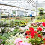What to Look for When Buying Plants from a Nursery (1)