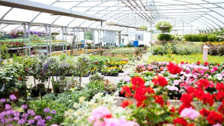 What to Look for When Buying Plants from a Nursery (1)